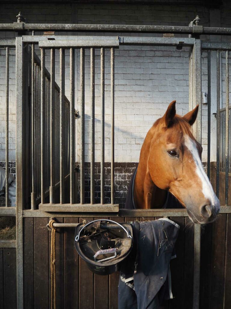 Pferd Innenbox Halle 2 Gut Tangstedt