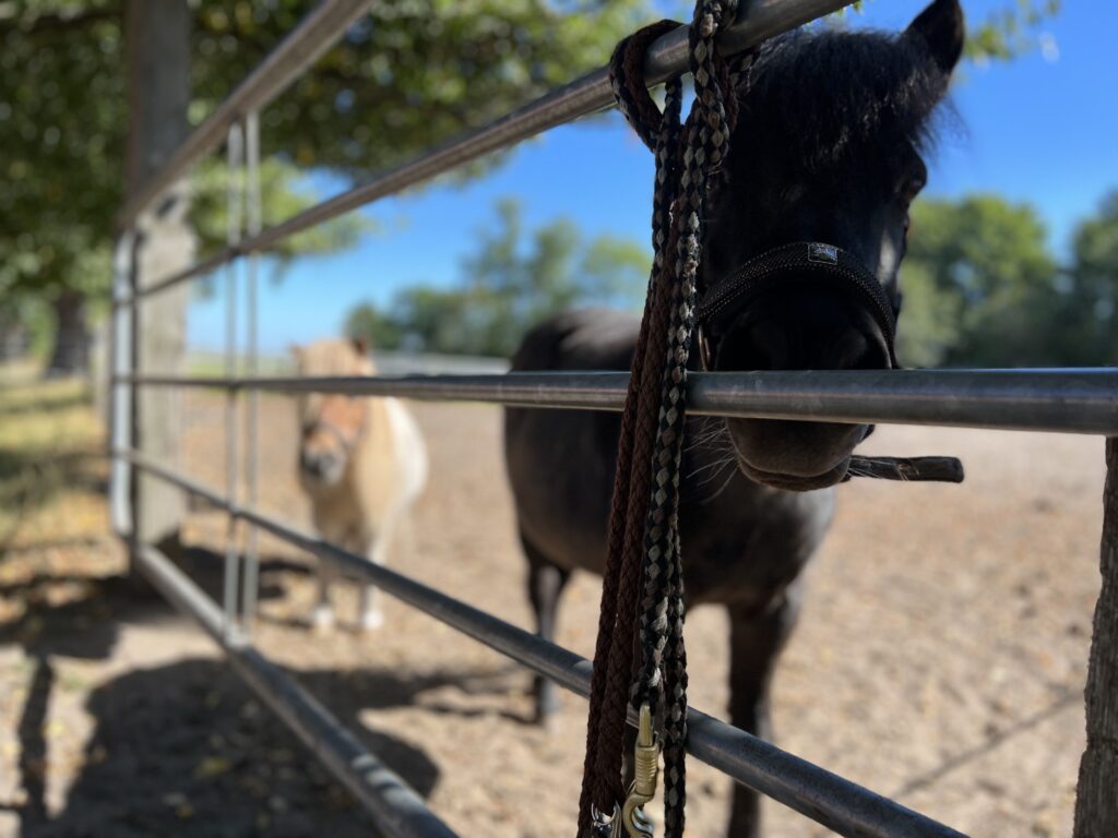 zwei Ponys Paddock Beekmoorweg Tangstedt