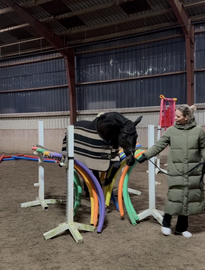 Gelassenheitstraining mit Pferden in der Longierhalle von Gut Tangstedt